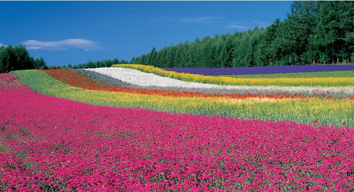 北海道 薰衣草田