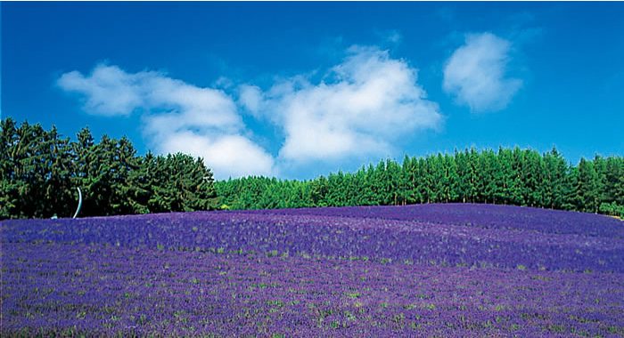 北海道 薰衣草田