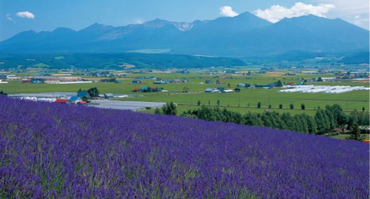 北海道 薰衣草田