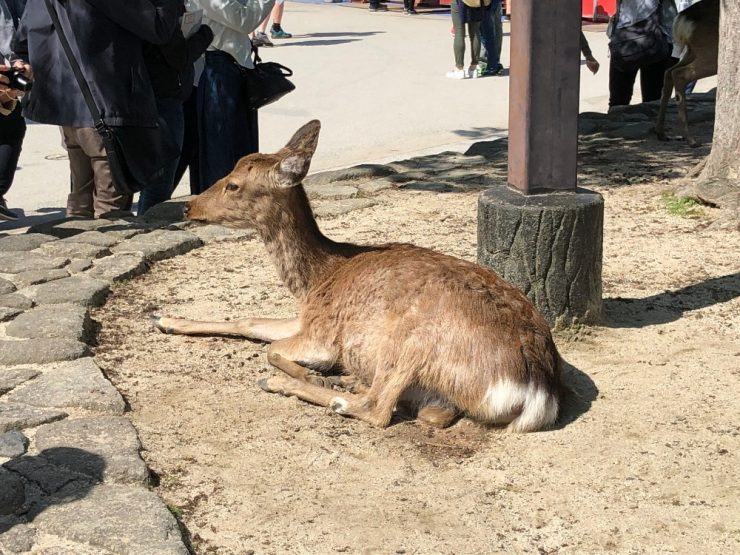 廣島
