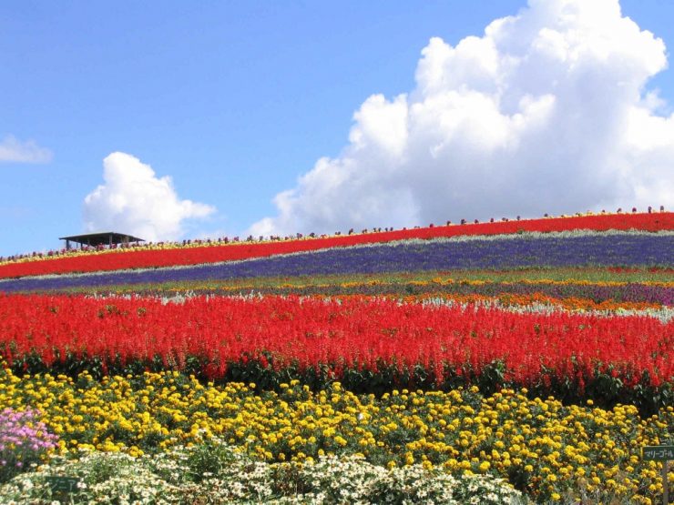 北海道  薰衣草田