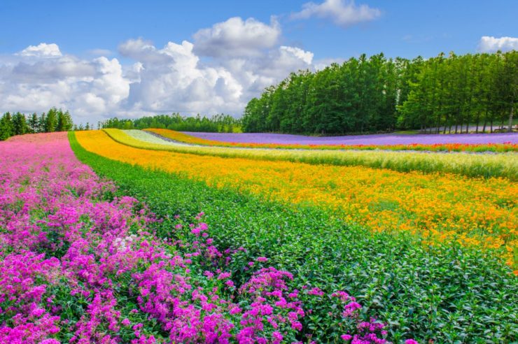 北海道 薰衣草田