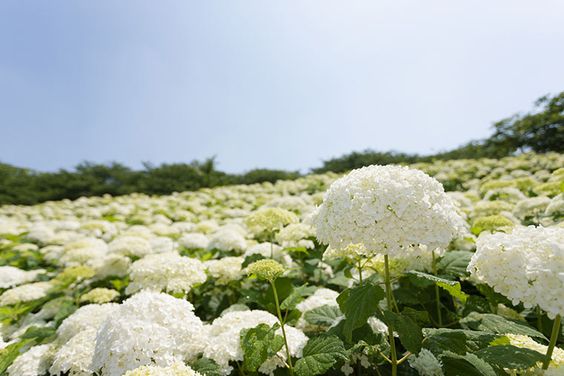 6 7月繡球花季開跑 日本關東地區繡球花景點推薦 梅雨季也不憂鬱 美力升級beauty Upgrade