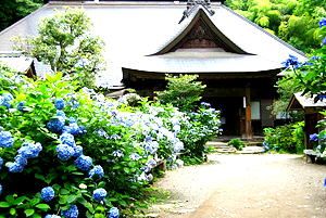 繡球花