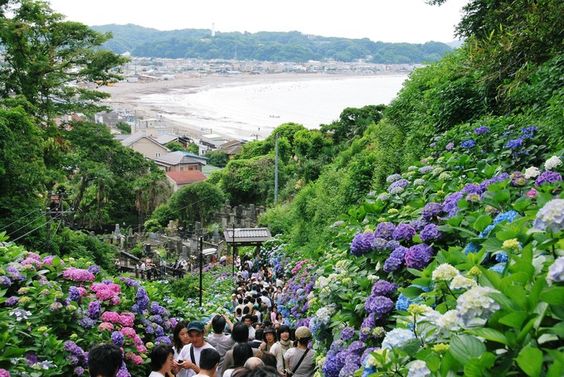 繡球花