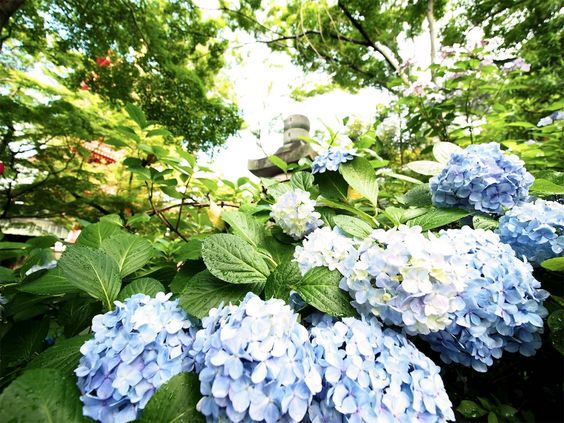 繡球花