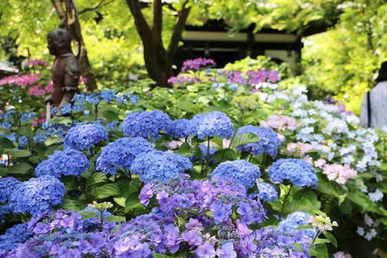 繡球花