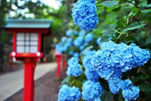 繡球花
