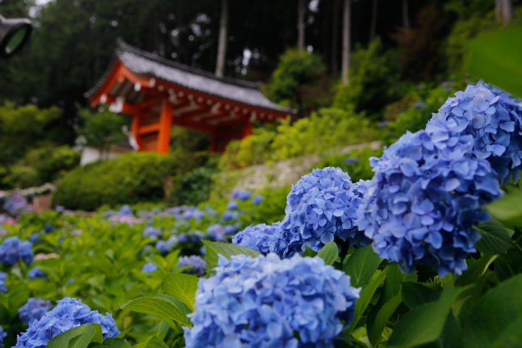 繡球花