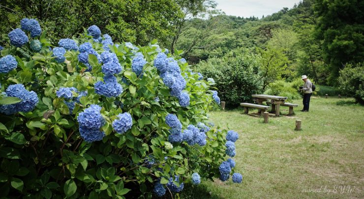 繡球花