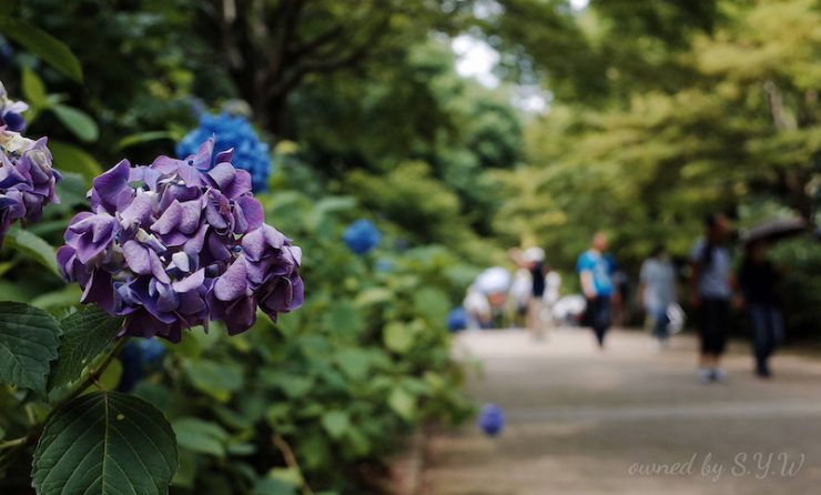 繡球花