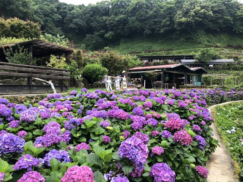 繡球花