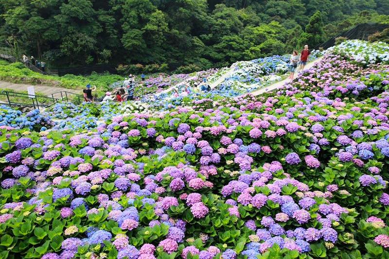 繡球花