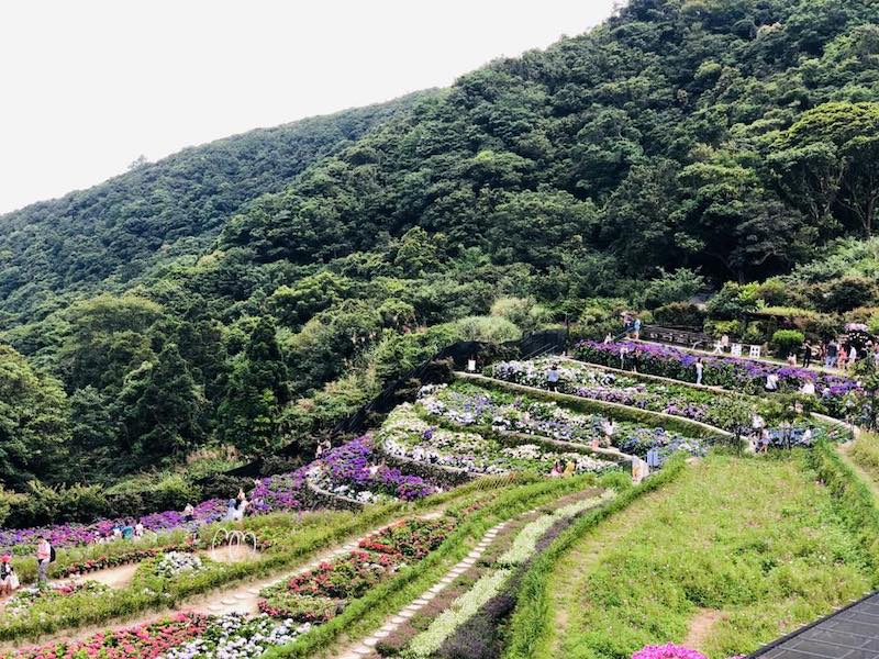 繡球花