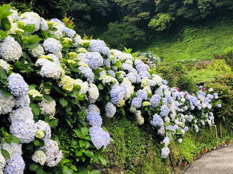 繡球花