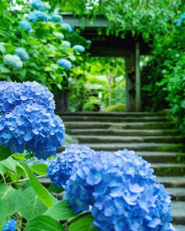 繡球花