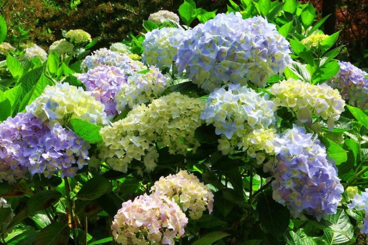 繡球花