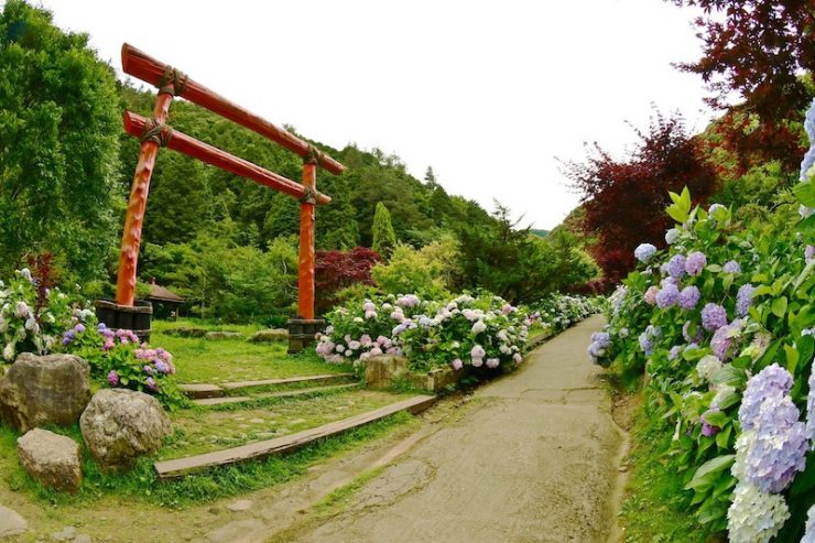 繡球花