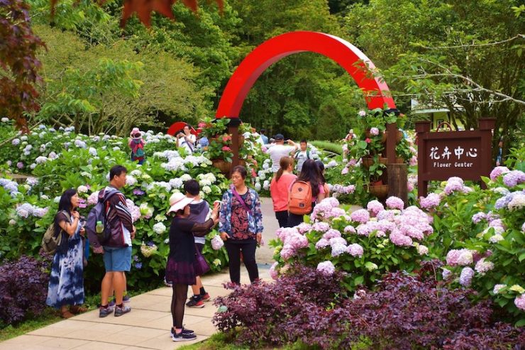 繡球花