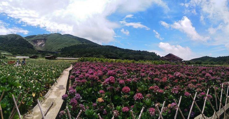 繡球花