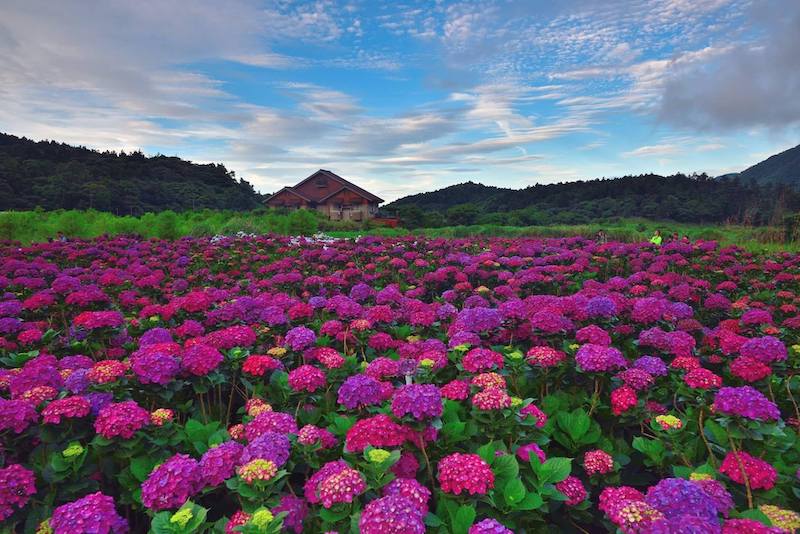 繡球花
