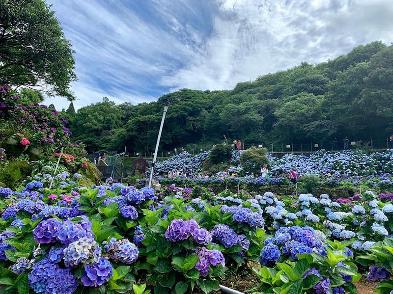 繡球花