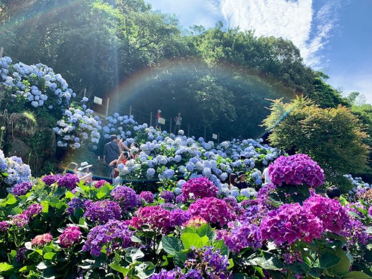 繡球花
