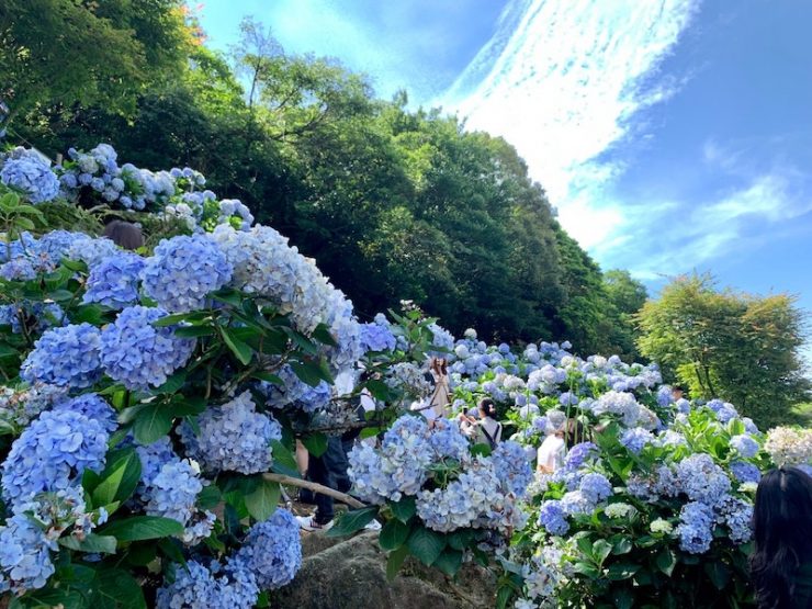 繡球花