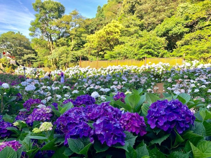繡球花