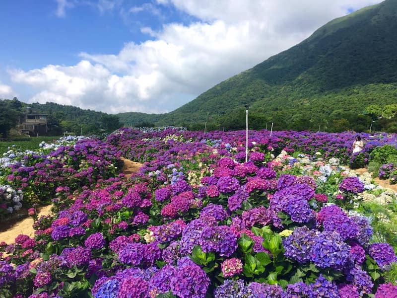 繡球花