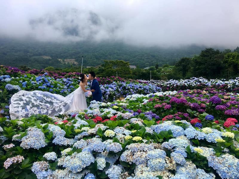 繡球花