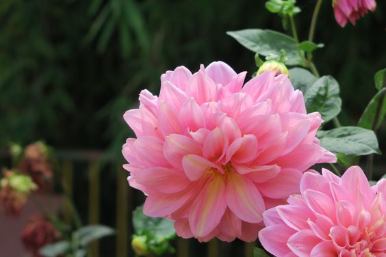 推薦捧花