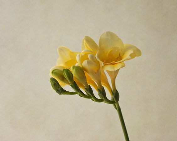 新娘捧花