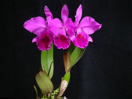 捧花推薦