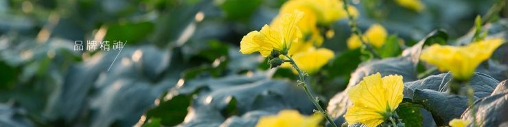 台灣絲瓜水推薦