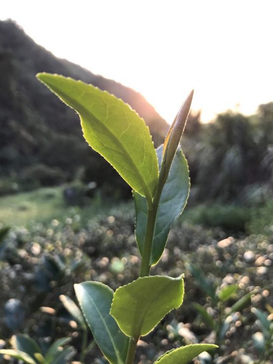 台灣絲瓜水推薦