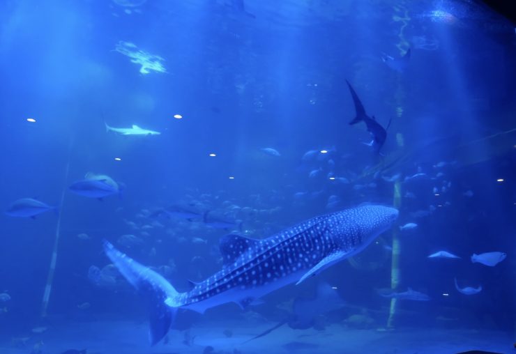 金澤水族館