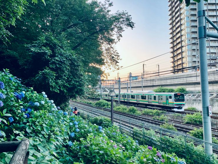 東京繡球花