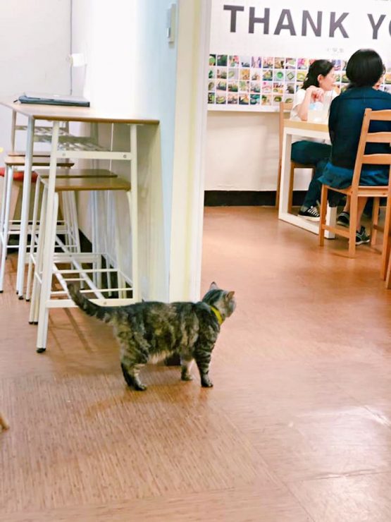 新店抹茶