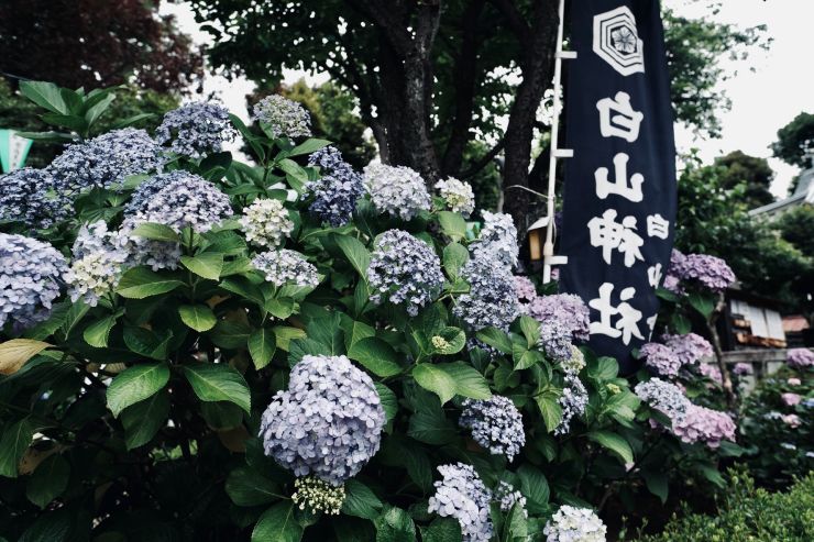 東京繡球花