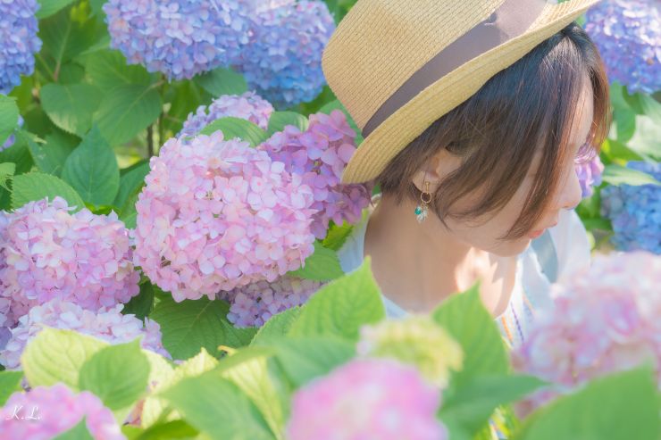 東京繡球花