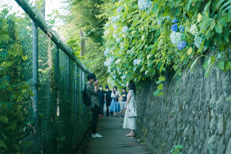 東京繡球花