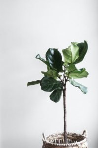 鬼月禁忌 家中不要擺太多綠色植物
