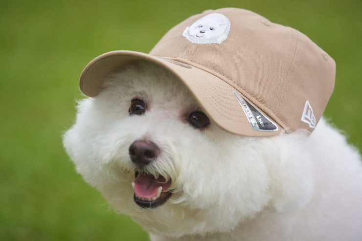 New Era x 比熊犬