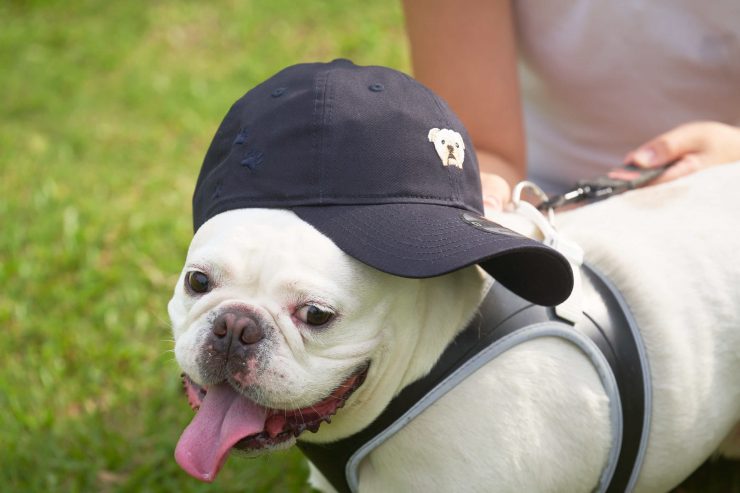 New Era x 鬥牛犬