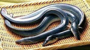 鰻魚飯推薦