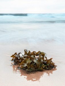 海藻保養品