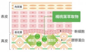 2021美白精華液推薦「Brater保濕精華」