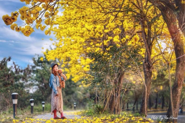行嘉吊橋黃花風鈴木