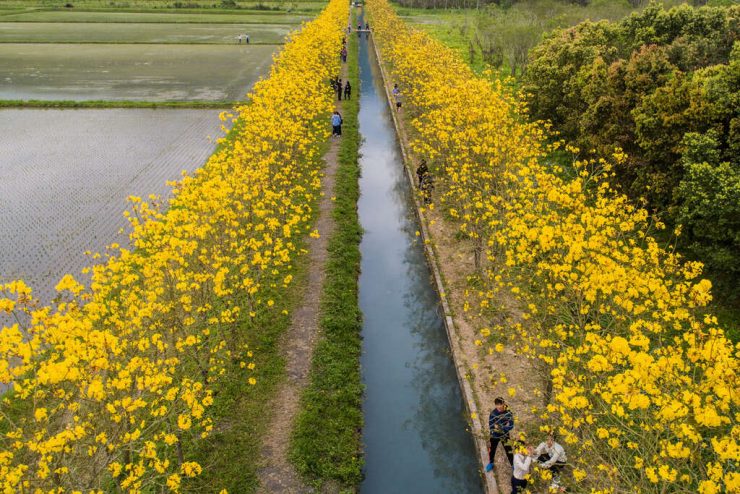 興泉圳風鈴木花道